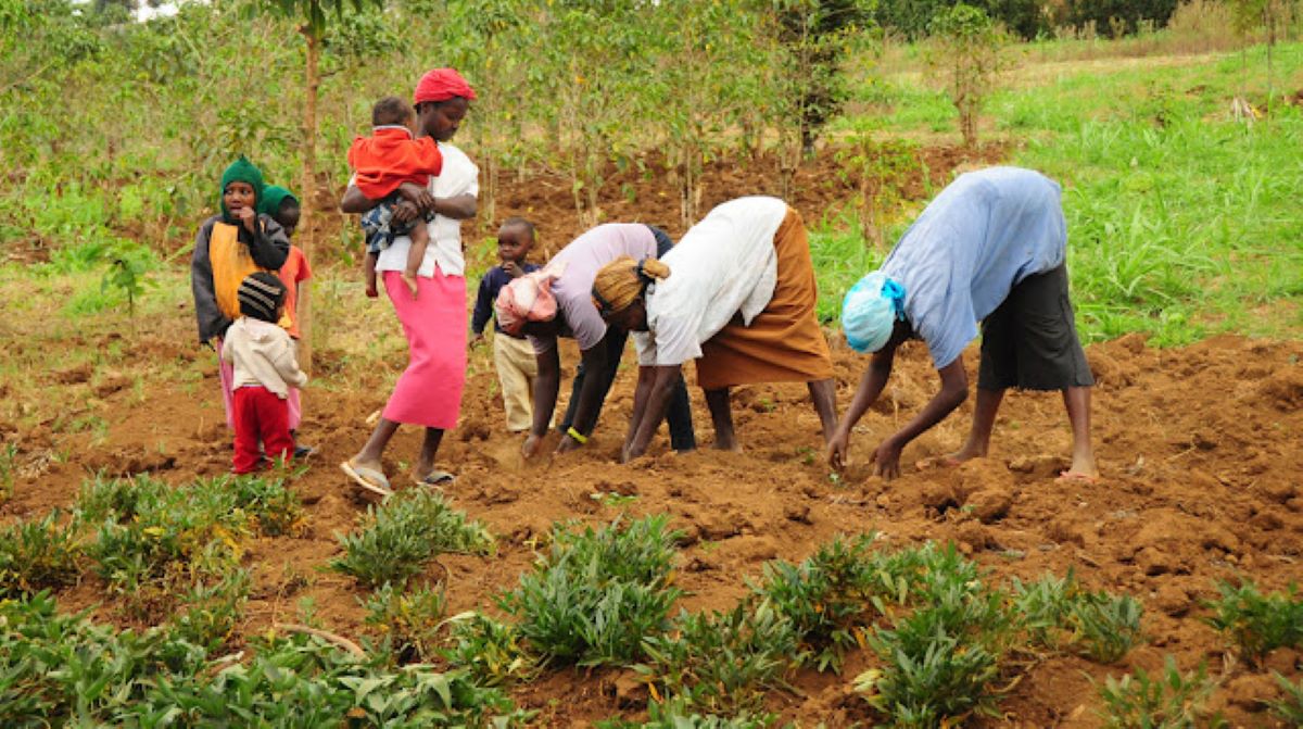 Yola, Nigeria: capacitaciones y redes de cambio para una mayor seguridad alimentaria