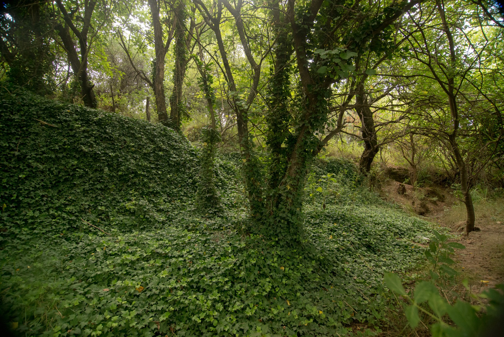 Forestación urbana: 100 árboles, infinitas posibilidades