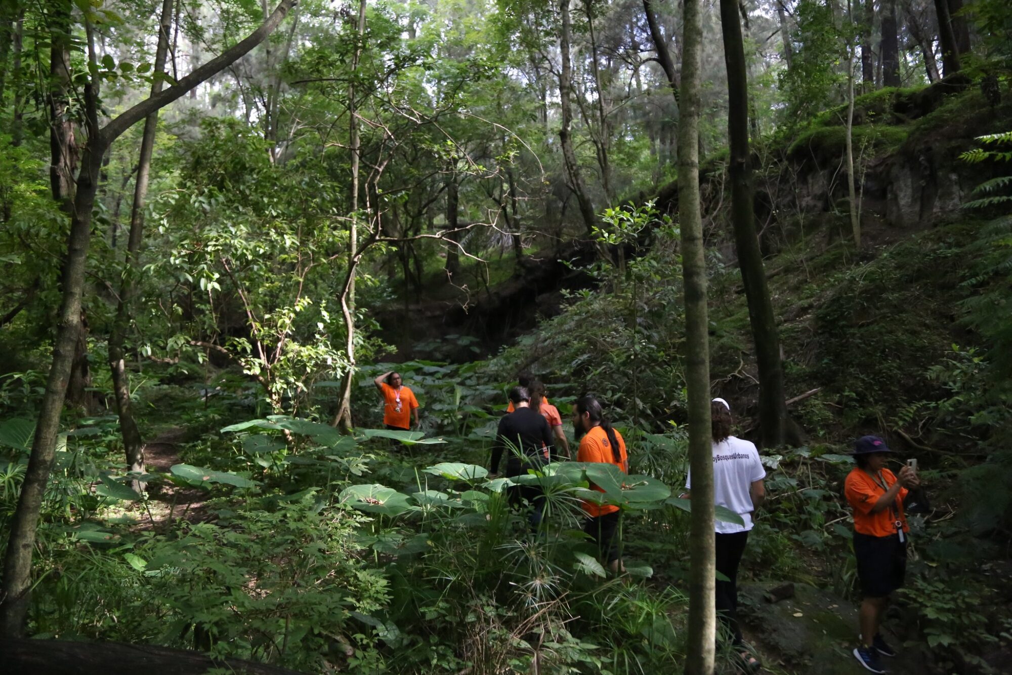 Una red de bosques urbanos para aumentar el bienestar social y ambiental en la ciudad