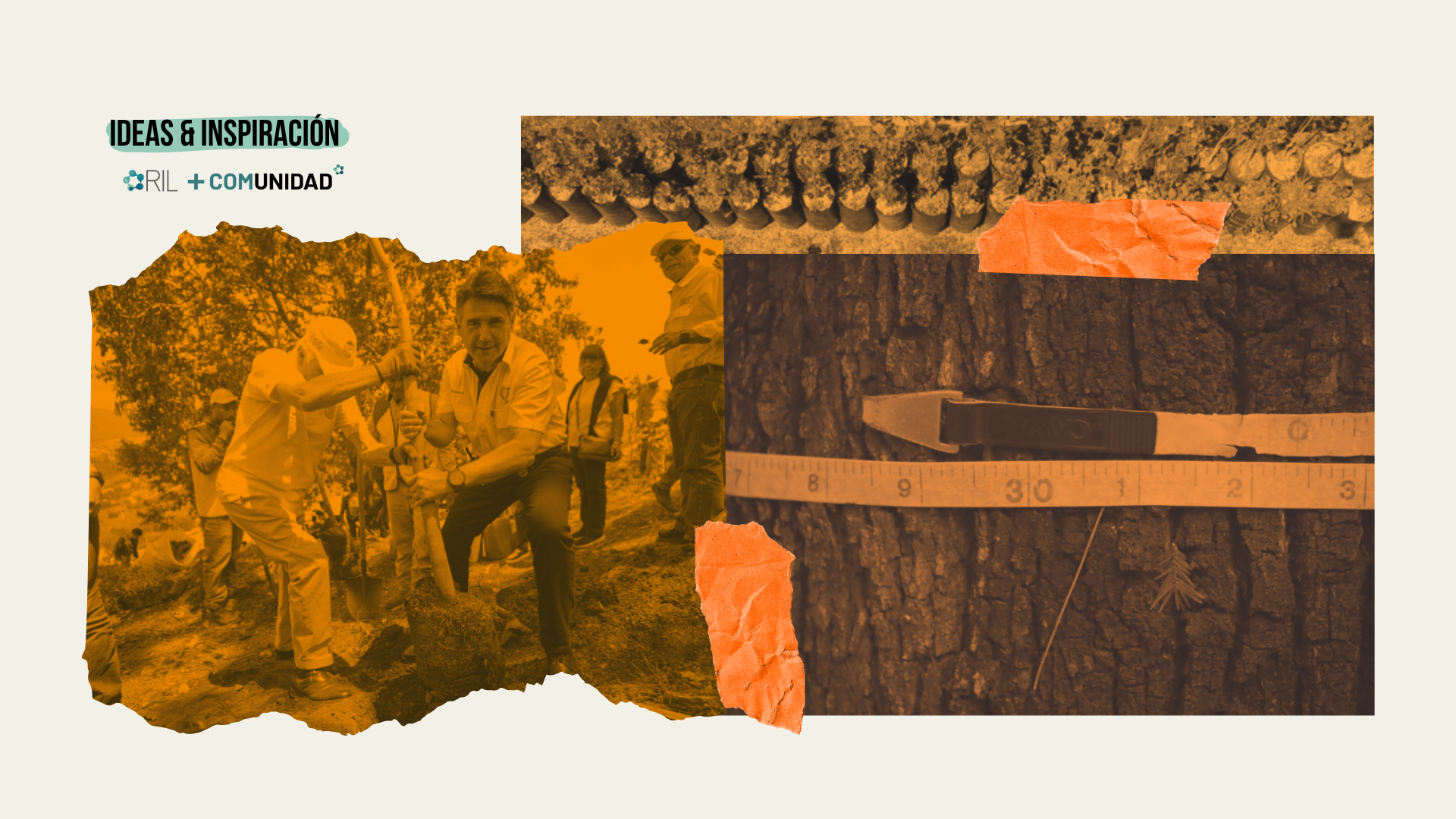 BOLETÍN IDEAS & INSPIRACIÓNÁrbol por árbol, dato por dato: el censo forestal que transforma el verde en Guatemala